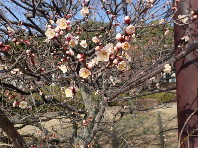ume22