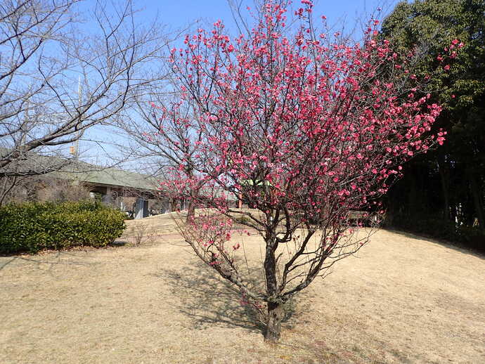 ume22