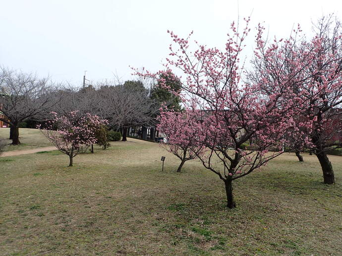 ume22