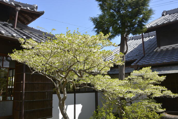 2025年4月15日の旧林氏庭園の様子。ドウダンツツジが咲いている。