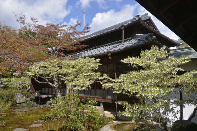 2025年4月15日の旧林氏庭園の様子。旧林家住宅の前にドウダンツツジが咲いている。
