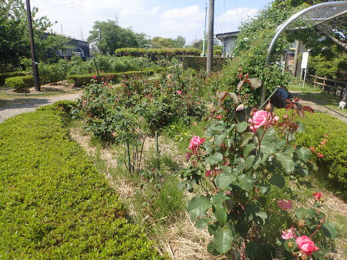 バラ園