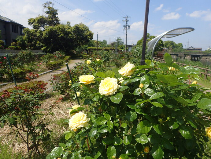 バラ園