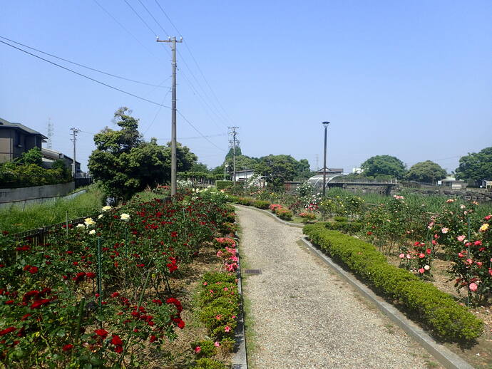 バラ園