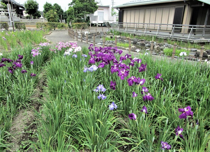 花しょうぶ