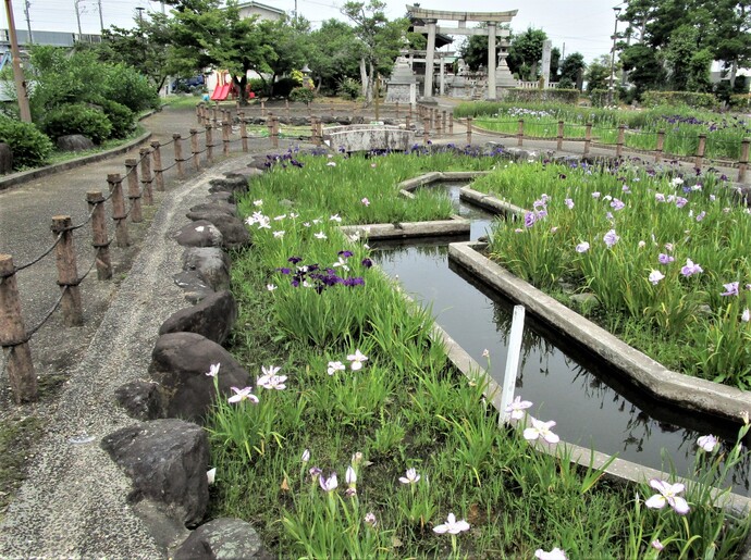 花しょうぶ