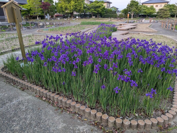 アヤメ