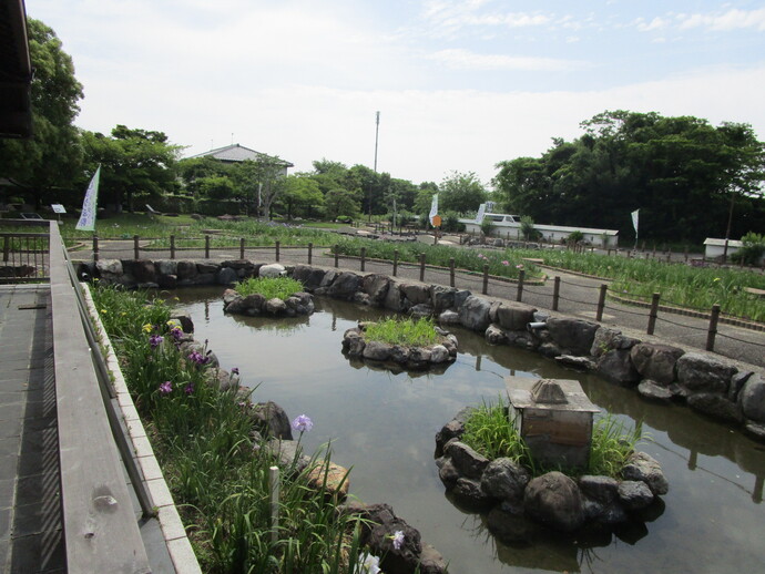 花しょうぶ