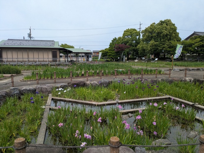 花しょうぶ