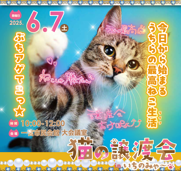 6月猫の譲渡会画像