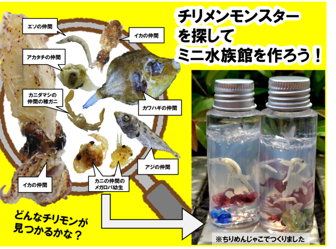 チリメンモンスターと寒天標本の写真