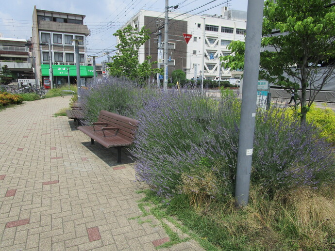 ラベンダー03