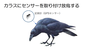 カラス画像