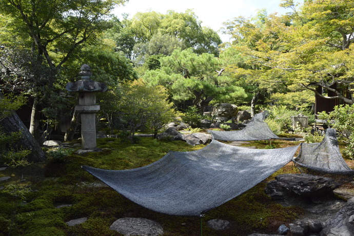 2025年夏の旧林氏庭園の写真。苔を守るためにネットを張っている。