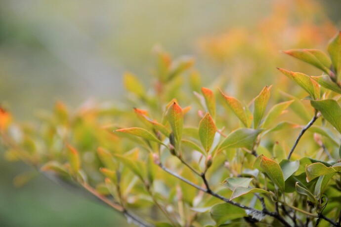 2025年10月19日の旧林氏庭園の写真　ドウダンツツジの葉の様子