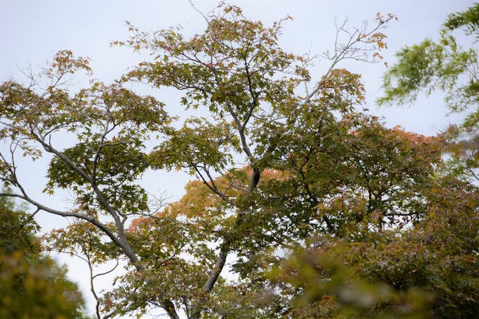 2025年10月19日の旧林氏庭園の様子。モミジの写真