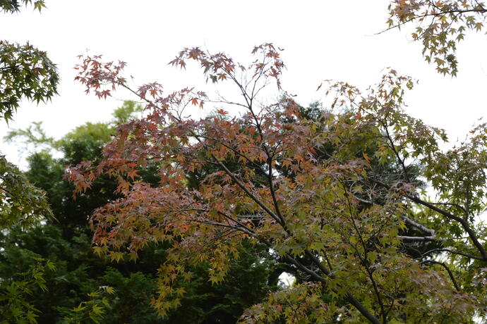 写真：モミジの葉のごく一部が紅葉している。