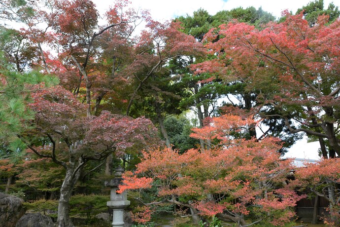 写真：ドウダンツツジとモミジが紅葉している。
