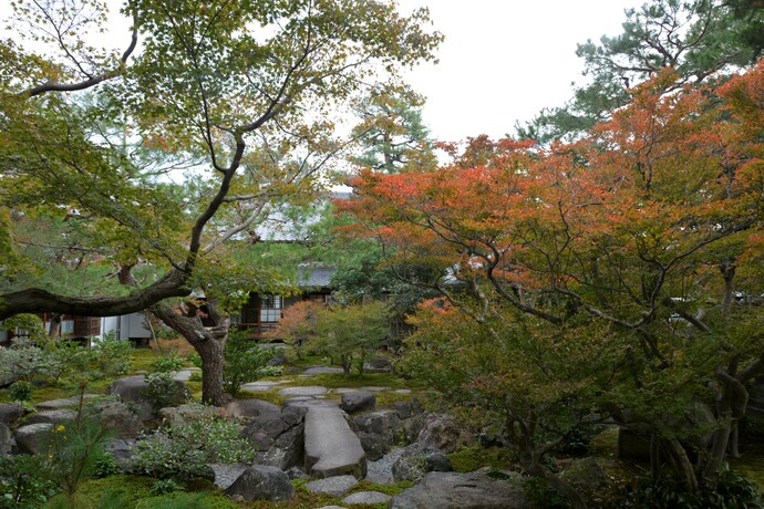 写真：ドウダンツツジの紅葉。日に当たらない部分は緑色。