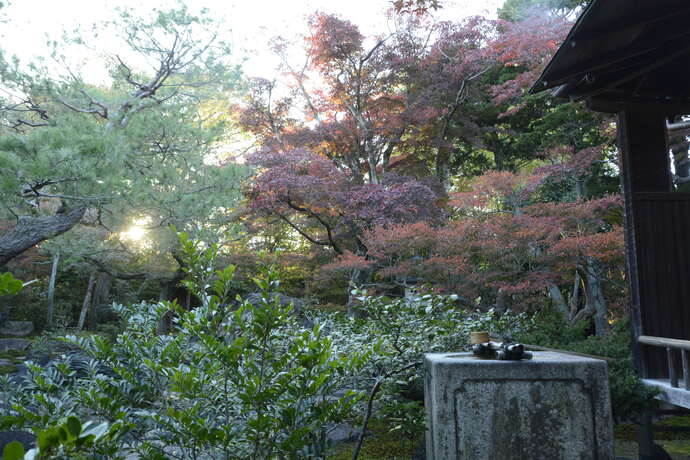 写真：11月16日の旧林氏庭園。もみじとドウダンツツジが赤くなっている。