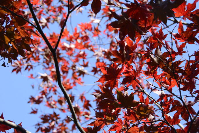写真：赤いモミジの葉