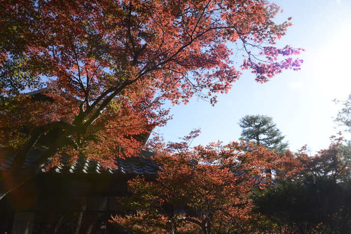 写真：紅葉したモミジと旧林家住宅