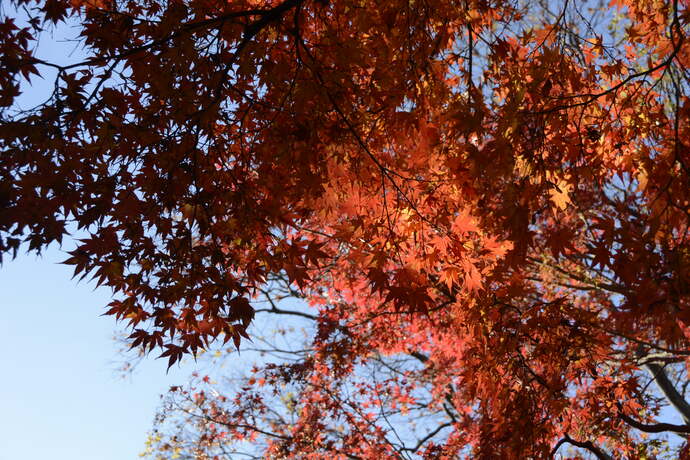 写真：赤いモミジの葉