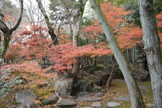 写真：紅葉したドウダンツツジ。苔の生えた地面にモミジの葉がたくさん落ちている。