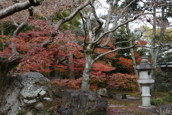 写真：落葉したもみじの木と、紅葉しているドウダンツツジ