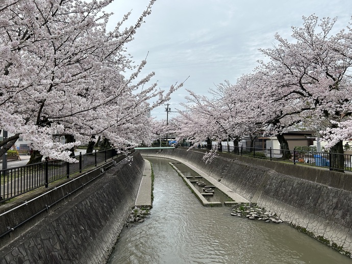 大江川緑道の桜