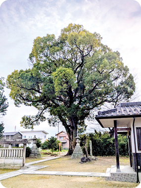 保存樹木（クスノキ）の写真