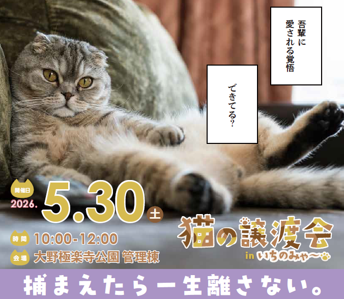 猫譲渡会チラシの画像
