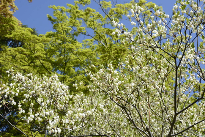 写真：手前にドウダンツツジ、奥に新緑のモミジ