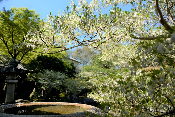 写真：手前に水琴窟、奥にドウダンツツジ