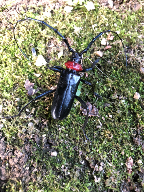クビアカツヤカミキリの成虫